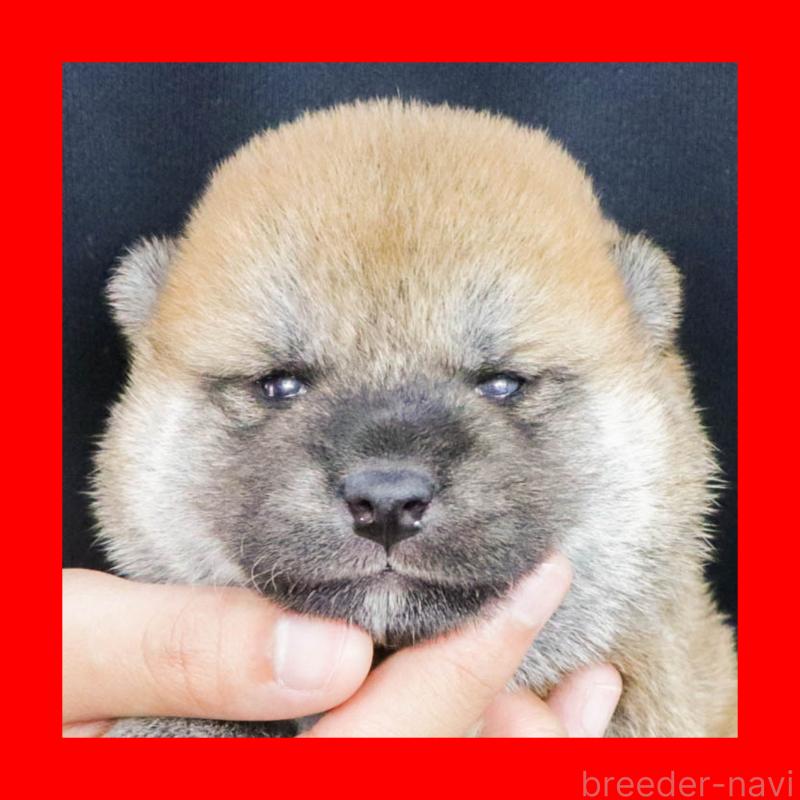 販売中の愛知県の柴犬-408676の1枚目